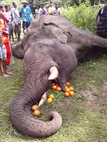 Divulwewa Elephant